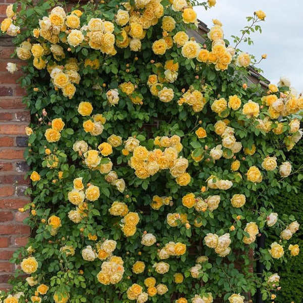 Rose Flower Seeds