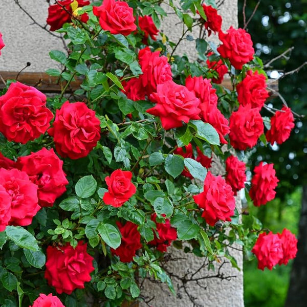 Rose Flower Seeds