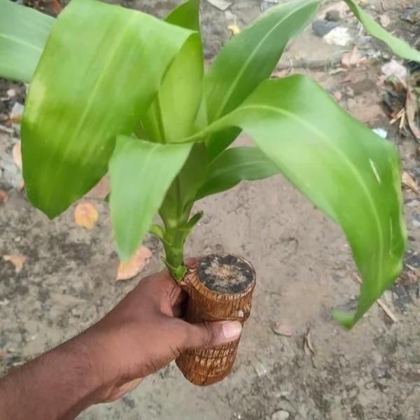 Brazilian Lucky Plant